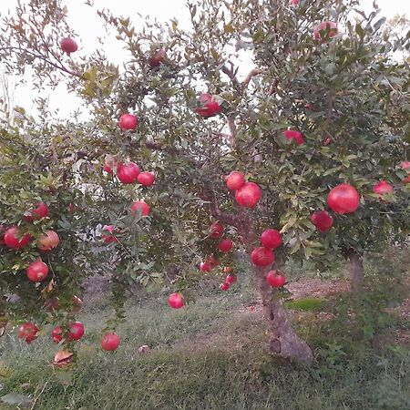 Appartamento Perondi Berat Kuçovë Esterno foto