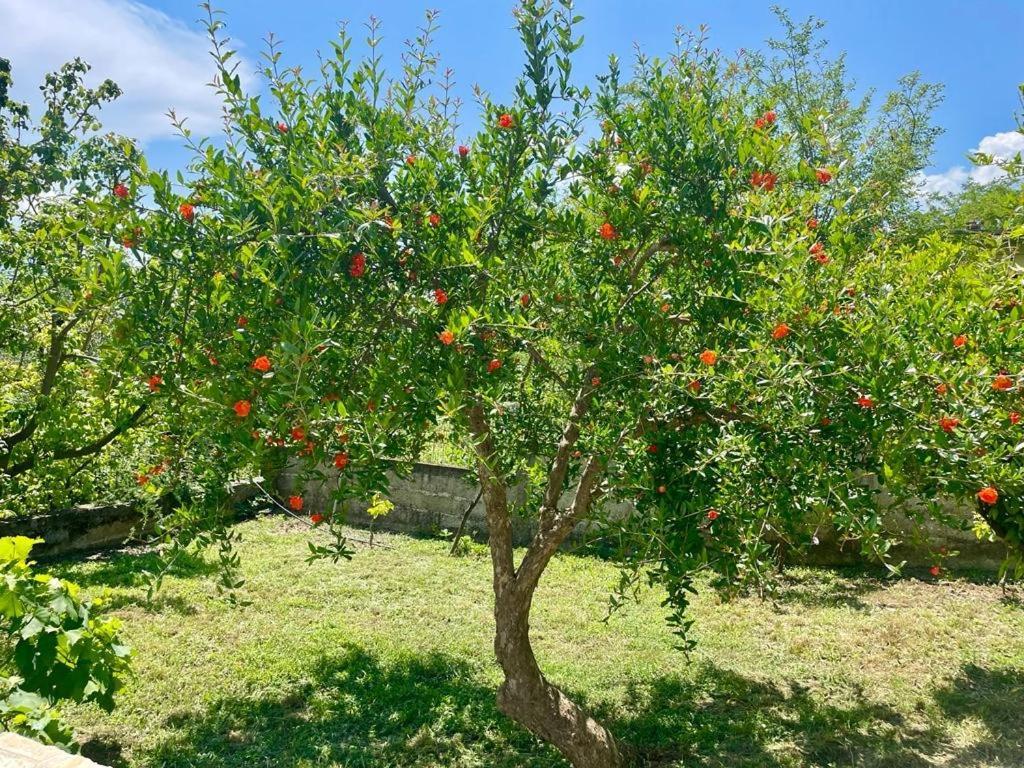Appartamento Perondi Berat Kuçovë Esterno foto