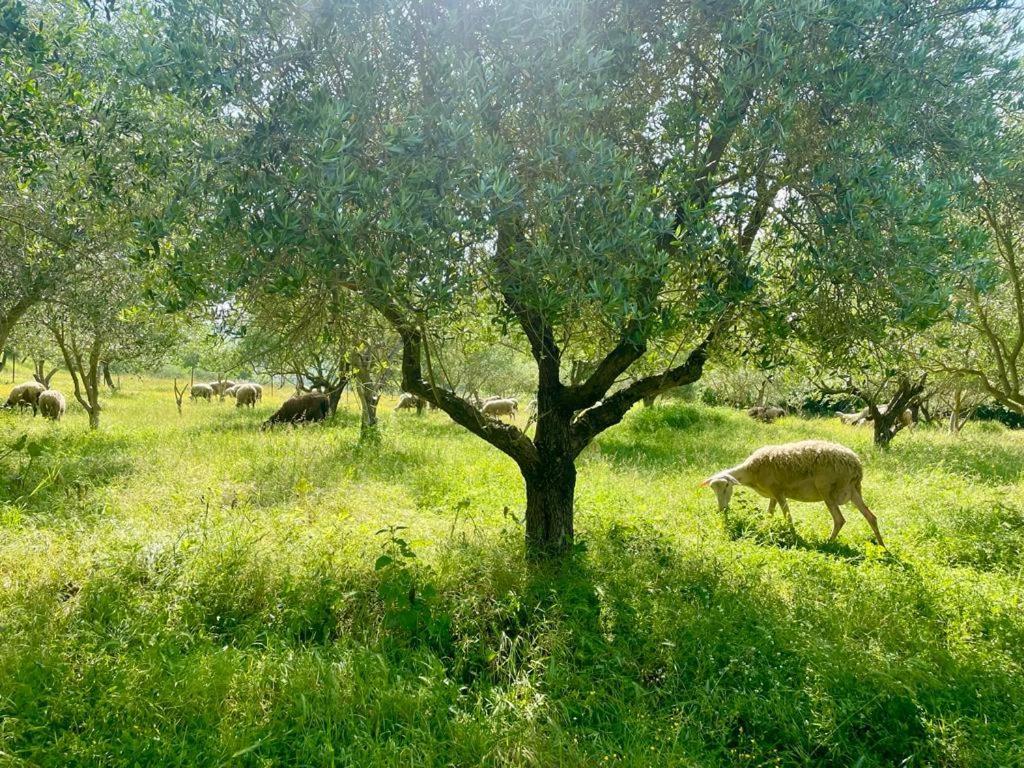 Appartamento Perondi Berat Kuçovë Esterno foto