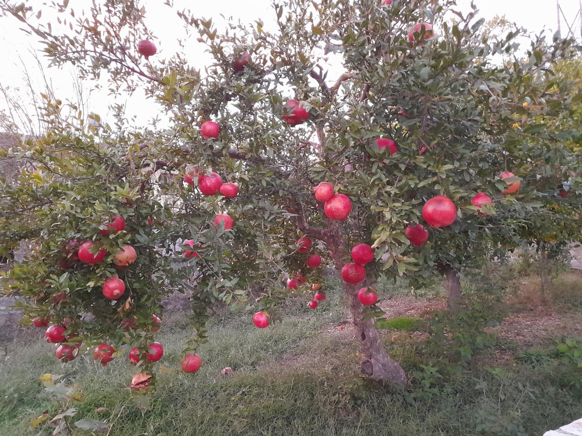 Appartamento Perondi Berat Kuçovë Esterno foto